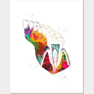 Molar Tooth Section Posters and Art